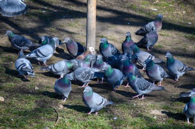 Bir güvercin sürüsü parkta yerde toplandı..