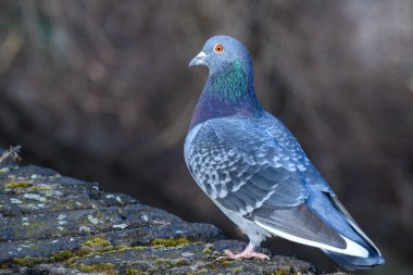 Yosun tutmuş kaya çıkıntısına tünemiş güvercinin yakın çekimi.