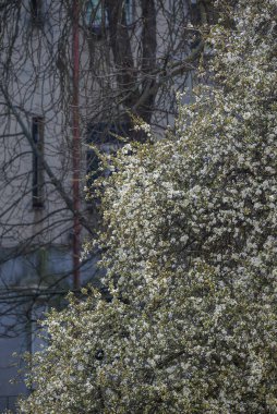 Binanın önünde çiçek açan bir ağaç..