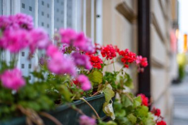 Şehir caddesinde bir sandıkta renkli sardunyalar.