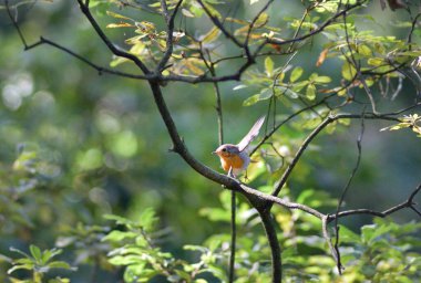 Küçük bir kuş yemyeşil bir ormanda bir dala tünedi..