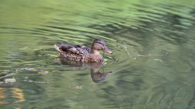 Sakin, yeşil bir gölde yüzen bir ördek..