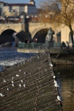 Martılar Vltava nehrinin eğimli ahşap bir yapısına tünemiş ve arkasında Çek Cumhuriyeti Prag 'da tarihi Charles köprüsü bulunuyordu.