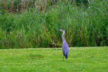 Arka planda uzun kamışlı, yemyeşil çimlerin üzerinde duran yalnız bir balıkçıl..