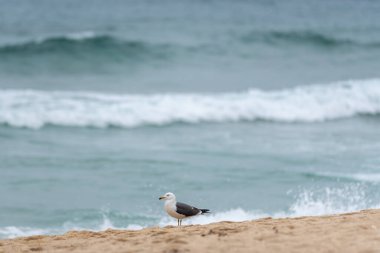 Arkasında okyanus dalgaları olan kumlu bir sahilde duran martı..