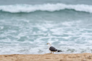 Arkasında okyanus dalgaları olan kumlu bir sahilde duran martı..
