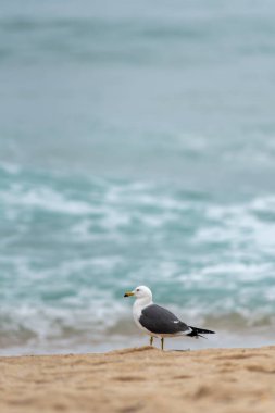 Arkasında okyanus dalgaları olan kumlu bir sahilde duran martı..