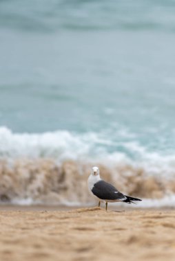 Arkasında okyanus dalgaları olan kumlu bir sahilde duran martı..