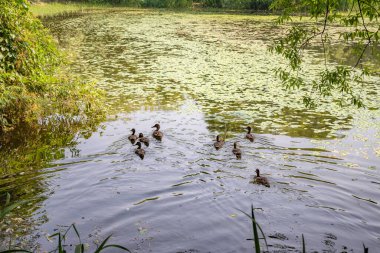 Etrafı yeşilliklerle çevrili bir gölette yüzen bir grup ördek..