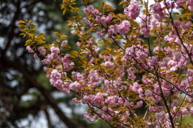 Çiçeklenmiş pembe çiçekli kiraz çiçeklerinin yakın çekimi.