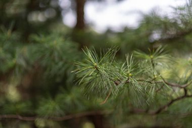 Arka planda bulanık bir dal üzerindeki çam iğnelerinin yakın çekimi.