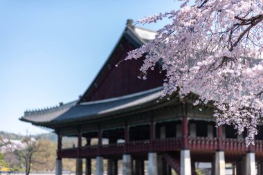 Geleneksel bir Asya binasının yakınında kiraz çiçekleri açar..