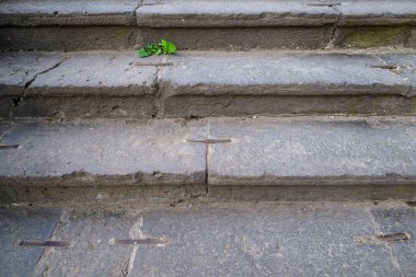 Çatlaklar arasında büyüyen küçük yeşil bir bitki olan eski taş basamaklar..