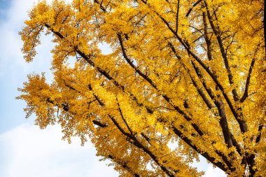 Mavi gökyüzüne karşı ağaç dallarında altın sonbahar yaprakları.