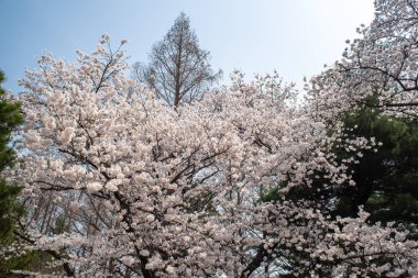 Mavi arka planda çiçek açan kiraz ağacı..