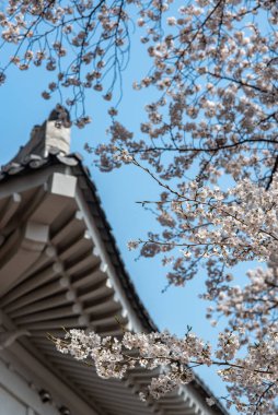 Geleneksel Japon mimarisi ile çiçek açan kiraz çiçekleri.
