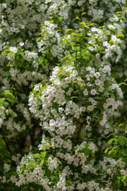 Beyaz çiçekler ve yeşil yapraklı, çiçek açan bir çalıya yakın plan..
