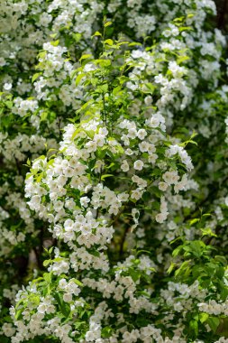 Beyaz çiçekler ve yeşil yapraklı, çiçek açan bir çalıya yakın plan..