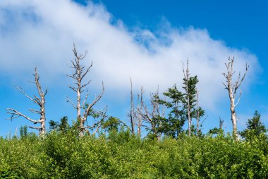 Aşağıda yeşil yaprakları olan mavi bir gökyüzüne karşı ölü ağaçlar..