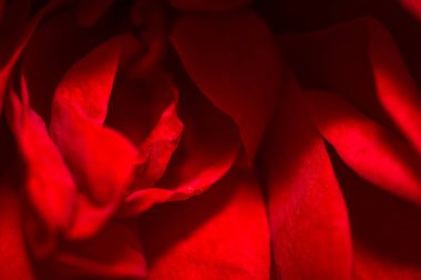 Yumuşak ışıklandırmalı kırmızı gül yapraklarının yakın çekimi.