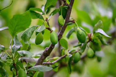 Close-up of unripe green plums on a tree branch with lush green leaves.
