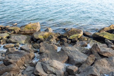 Deniz kenarında yosun kaplı taşlarla kayalık kıyı şeridi