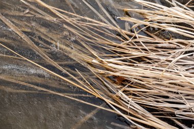 Donmuş su yüzeyinde kurumuş sazlıklar, doğal dokular sergiliyor..