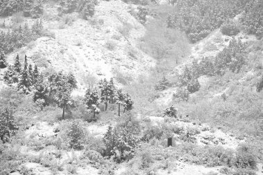 Kışın dağlık yamaçta karla kaplı bir orman.