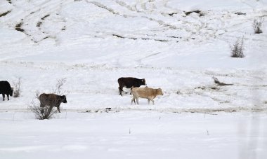 İnekler seyrek bitki örtüsüyle karlı bir tarlada yürüyor..