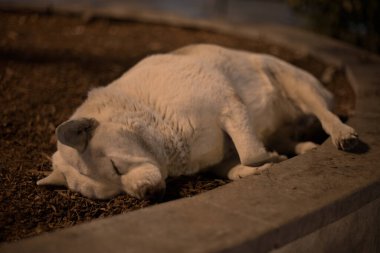 Geceleri kaldırım kenarındaki ağaç kabuğunda kıvrılmış uyuyan sokak köpeği.