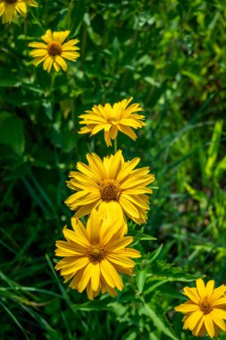 Dikey kümede parlak sarı papatya çiçekleri, yeşil yapraklı arka plan ve sığ alan derinliği ile keskin ön plan, güneşli yaz bahçesi veya çayır manzarası.