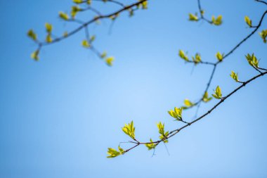 Açık mavi gökyüzüne karşı ince ağaç dalları üzerinde taze yeşil bahar yaprakları, kopya alanı ile minimum doğa arkaplanı.