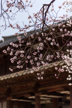 Geleneksel ahşap tapınak çatısına karşı çiçek açan kiraz ağaçları, yumuşak bahar ışığı, sığ alan derinliği, sakin Japon mimari geçmişi..