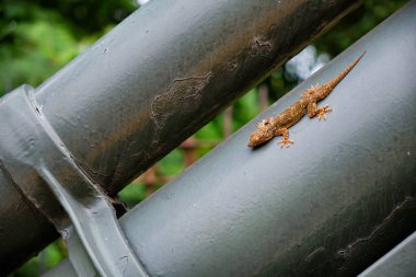 Açık havada gri metal borulara tutunan küçük kahverengi kertenkele yeşil yeşillik arka planda, yakın plan vahşi yaşam detayı.