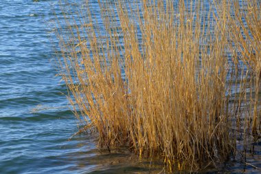 Dalgalanan mavi gölün kenarında yetişen altın kamışlı ve uzun otlar, sığ kıyı şeridi ve kopyalama alanı olan sakin doğal deniz manzarası..