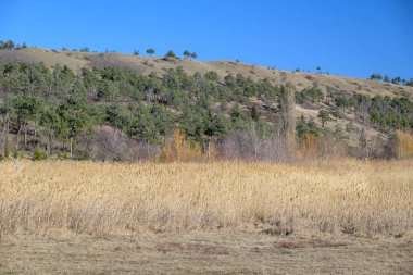 Orman yamacı ve berrak mavi gökyüzü, kırsal sonbahar manzarası, doğal gün ışığı, geniş manzaralı ön planda kuru altın çayırlar..