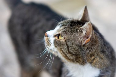 Beyaz göğüslü bir tekir kedinin yakın plan profili, yukarı bakan, sığ alan derinliği ve yumuşak doğal ışık, bulanık arkaplan.