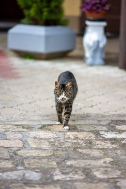 Tekir kedi kaldırım taşı sokağındaki kameraya doğru yürüyor sığ bir tarla derinliği, açık şehir avlusu ve saksı bitkileri var..