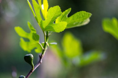 Genç incir ağacının taze yeşil yaprakları ve tomurcuklanan meyveleriyle yakın plan, yumuşak bokeh arkaplan, sığ alan derinliği.