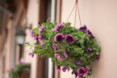 Dış duvarda canlı mor petunyalar asılı, sığ alan derinliği yumuşak bokeh arkaplan, şehir balkonu ya da sokak manzarası, doğal ışık.