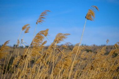 Açık mavi gökyüzünün altında esintide sallanan altın sazlıklar, sığ alan derinliği, fotokopi alanı olan doğal çayır manzarası..
