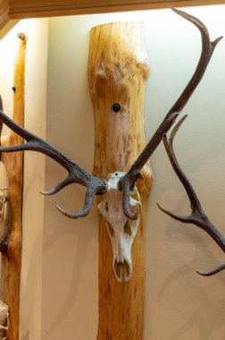 Geyik kafatası, büyük boynuzları olan, kırsal ahşap bir levhada, kapalı bir duvarın karşısında, kulübe tarzı av dekoru..