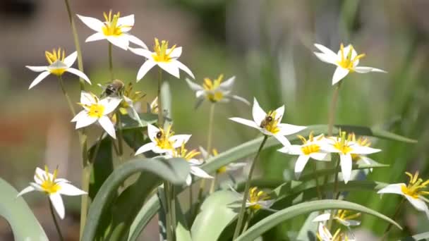 Insects fly over flowers — Stock Footage Insects fly over flowers Video Clip