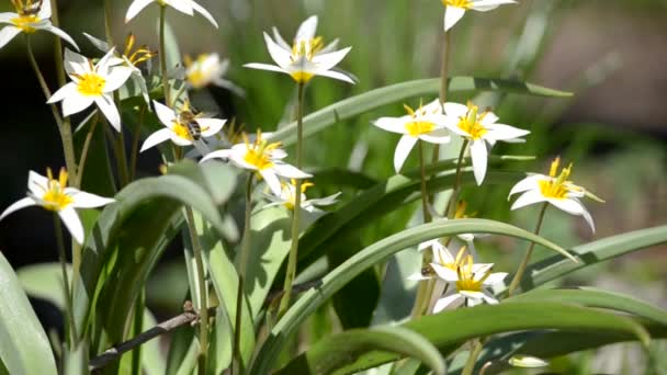 The insects fly over the flowers in the spring — Stock Footage The insects fly over the flowers in the spring Video Clip