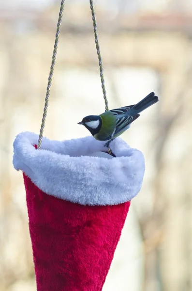 The bird in the bird feeder.