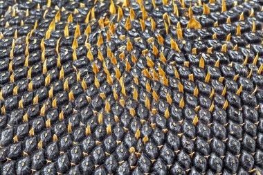 büyük ayçiçeği çekirdeği ile kulak 