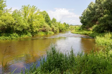 Otantik güzel yaz manzara huş grove açık bir sunn üzerinde