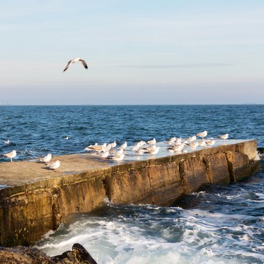 Seçici odak ve mavi tonu ile uçan martılar