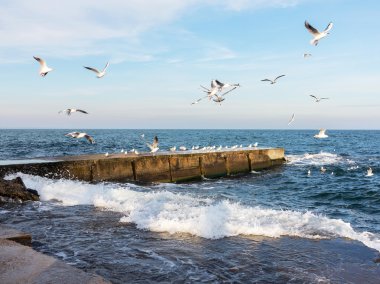 Seçici odak ve mavi tonu ile uçan martılar
