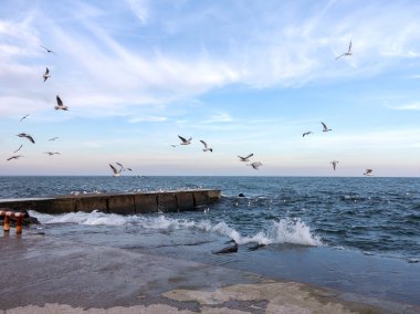 Seçici odak ve mavi tonu ile uçan martılar